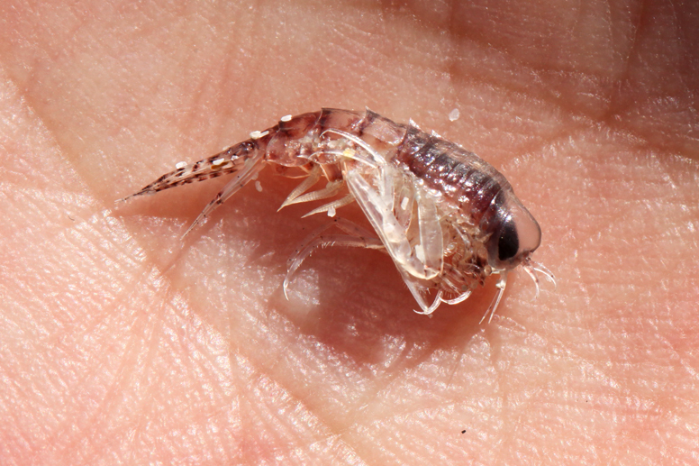 krill